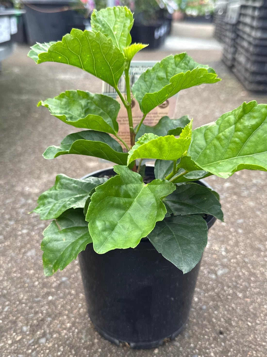 Hibiscus 'Fantasy Sunset Ruffle' (Hibiscus rosa-sinensis) - Ladybird Nursery
