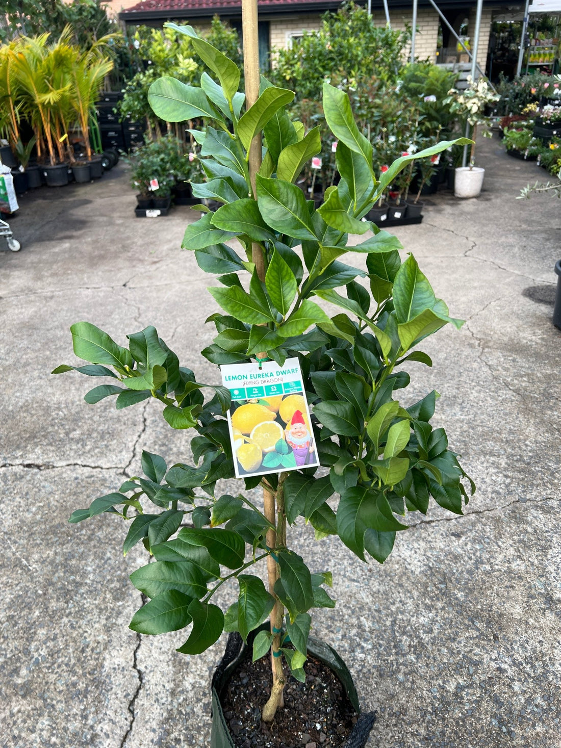 Dwarf Lemon 'Eureka' - Advanced (PICKUP ONLY) - Ladybird Nursery