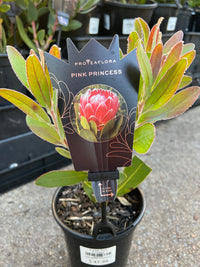 Protea 'Pink Princess' - Ladybird Nursery