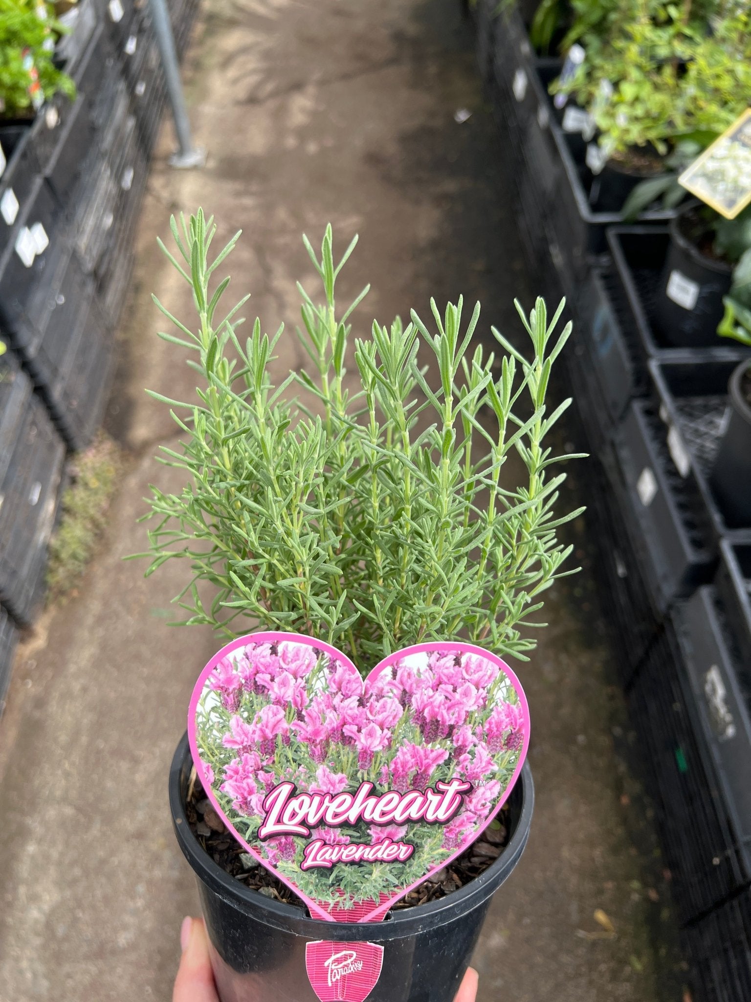 Lavender 'Loveheart' (Lavandula) - Ladybird Nursery