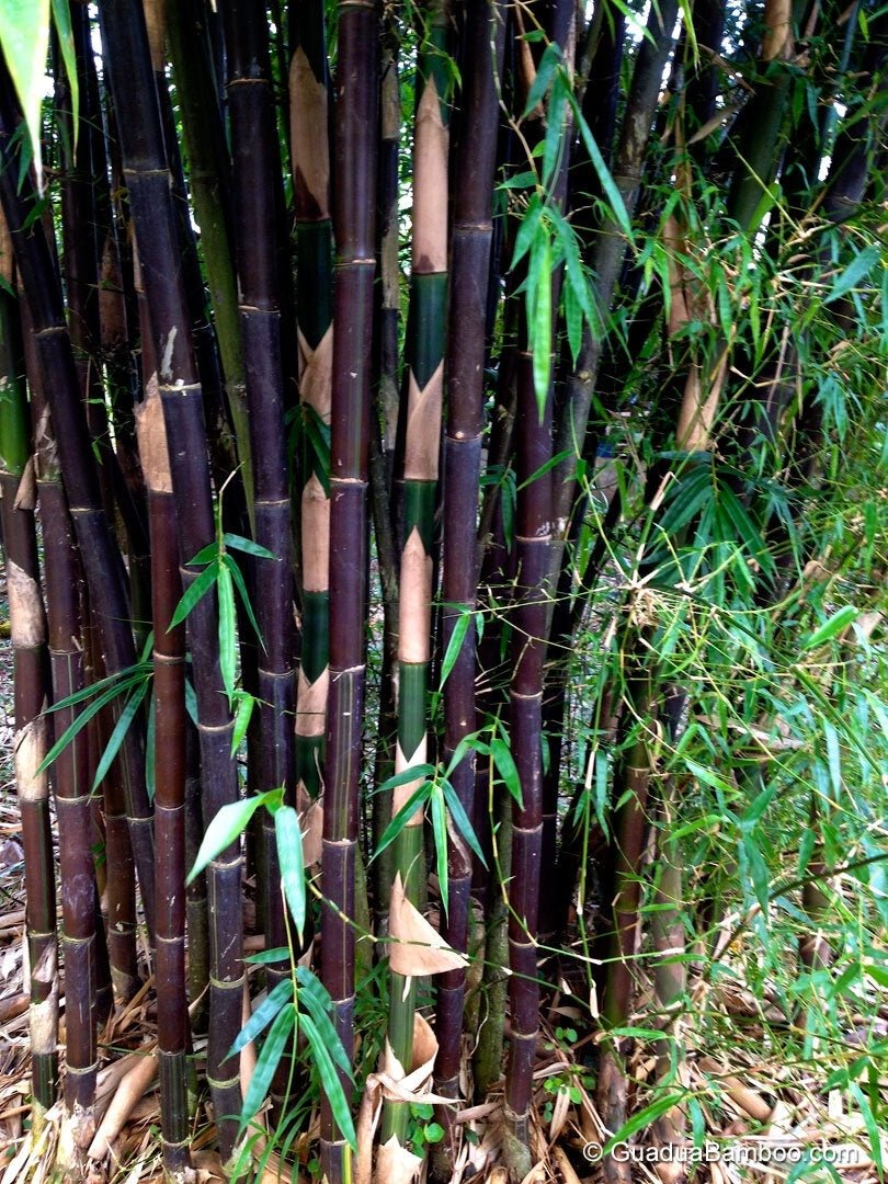 Timor Black Bamboo (Bambusa lako) - Ladybird Nursery