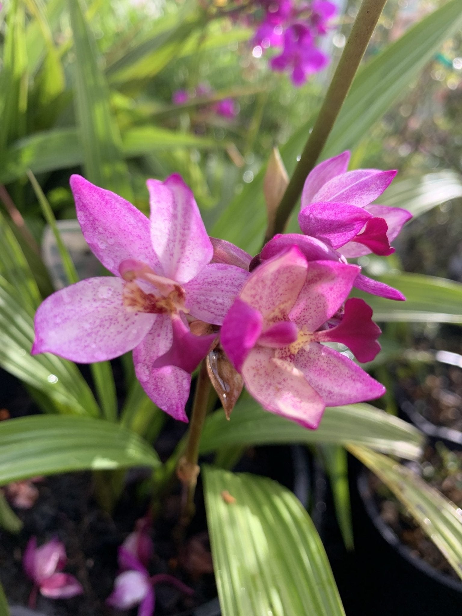 Ground Orchid Spapli Far Out Freckles (Spathoglottis) - Ladybird Nursery