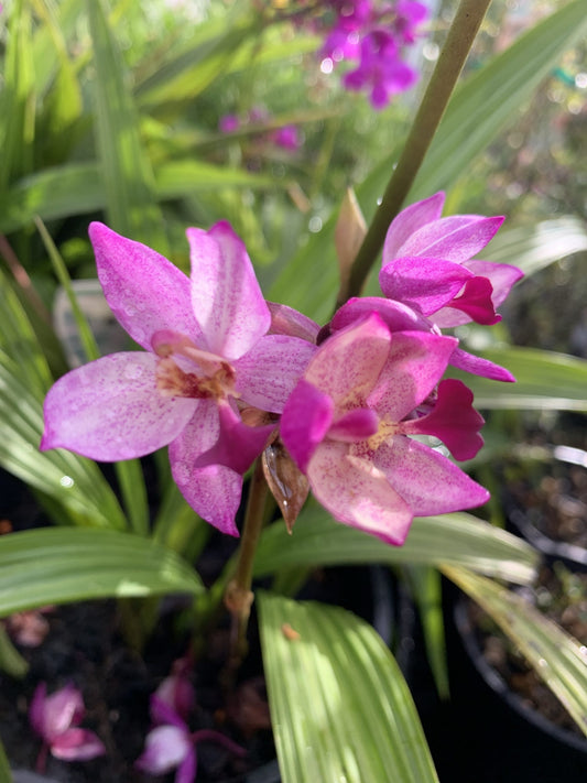 Ground Orchid Spapli Far Out Freckles (Spathoglottis)