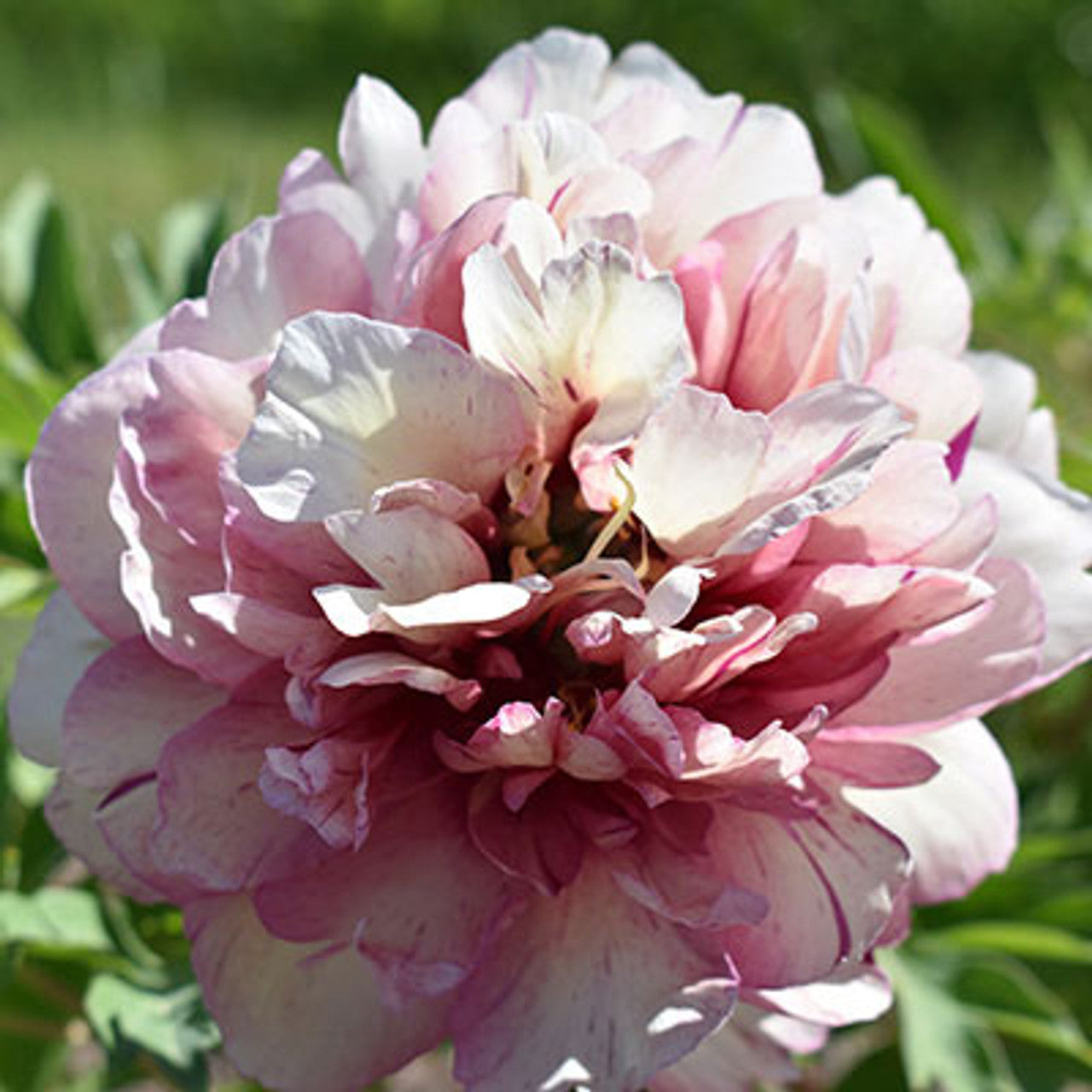 Itoh Peony Hillary (Paeonia)