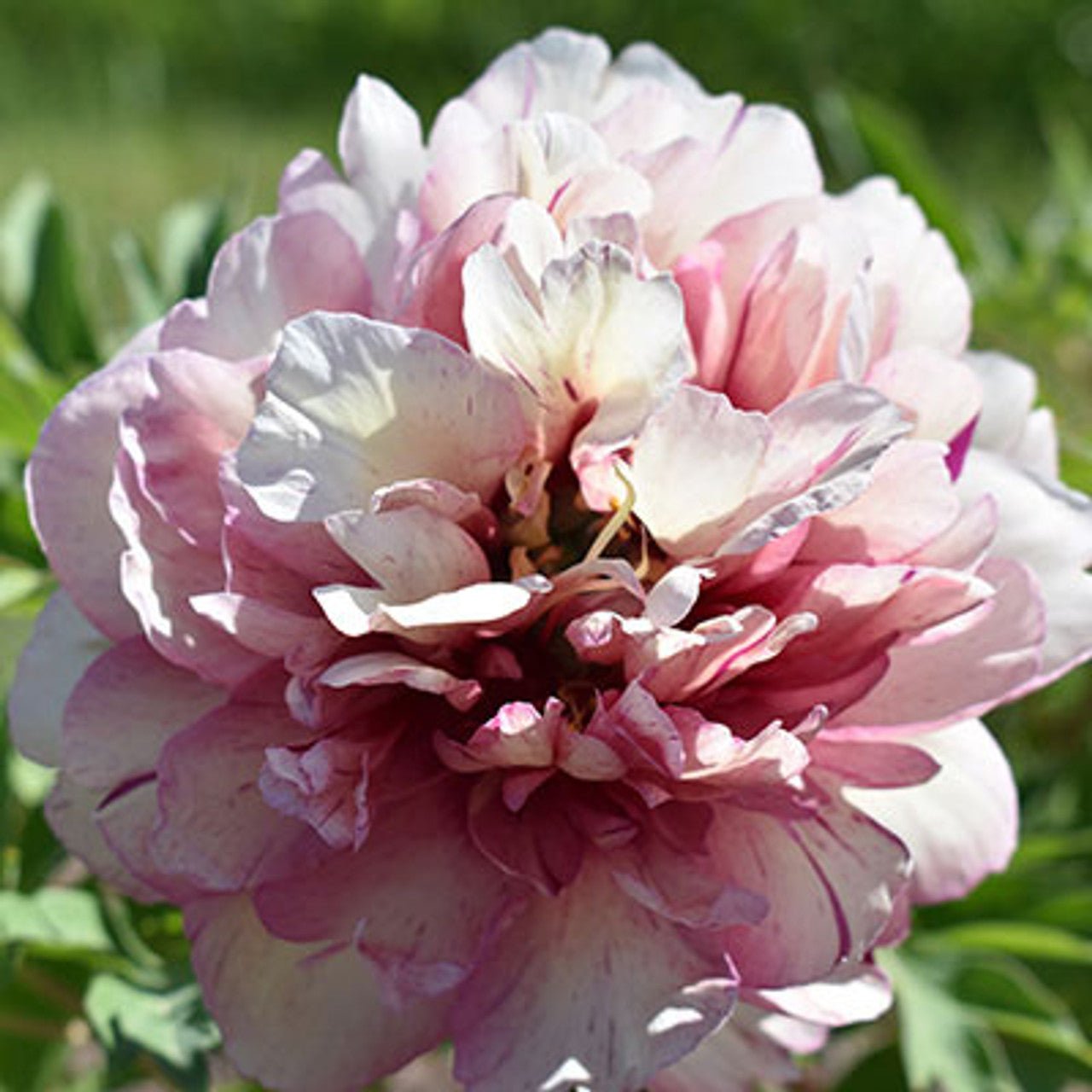 Itoh Peony Hillary (Paeonia) - Ladybird Nursery