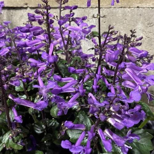 Spur Flower Velvet Idol (Plectranthus)