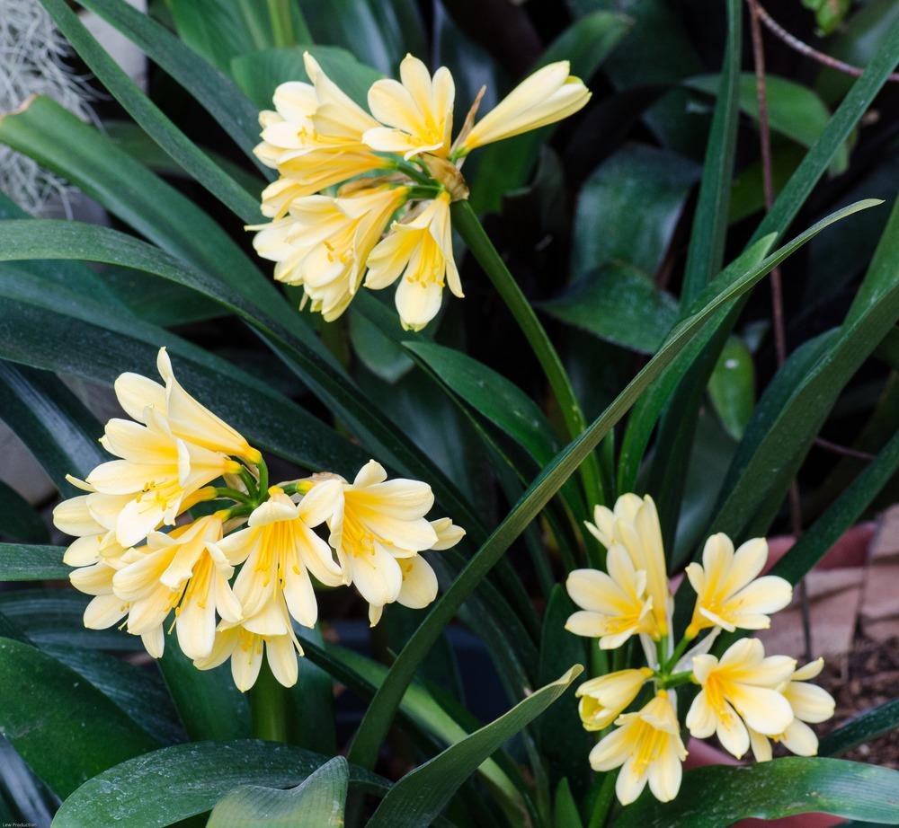 Bush Lily Yellow (Clivia miniata) - Ladybird Nursery