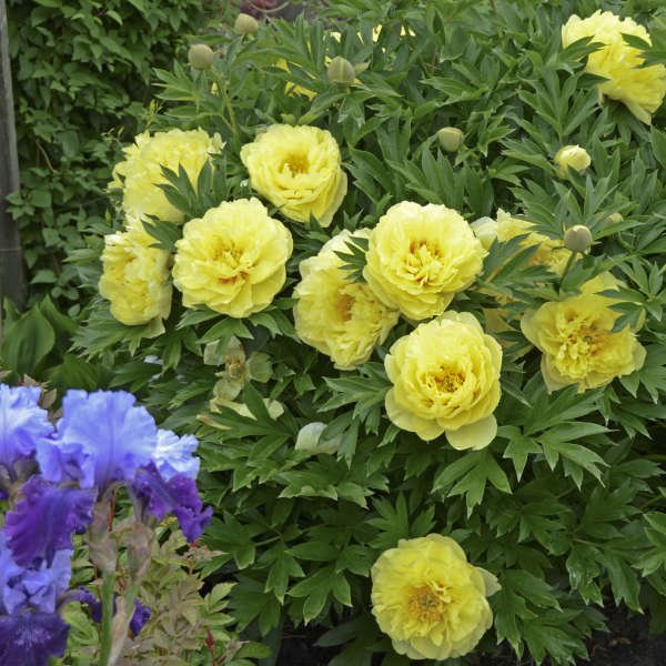 Peony Bartzella (Paeonia Itoh) - Ladybird Nursery