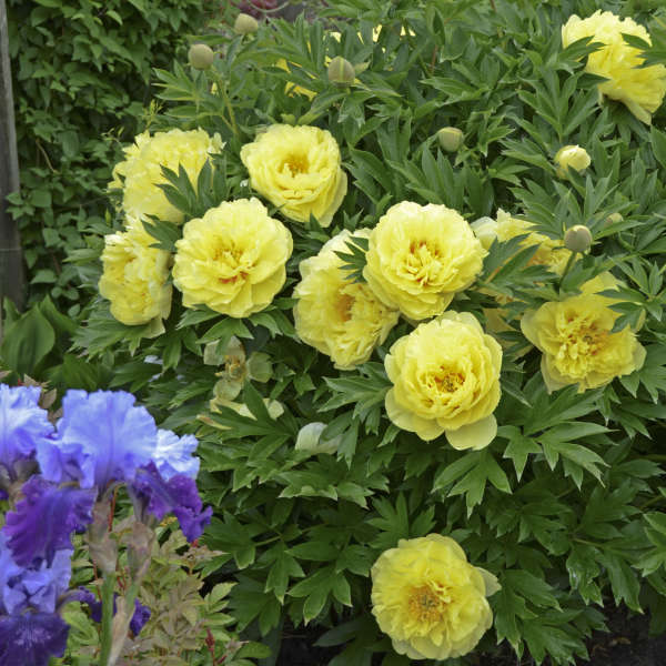 Peony Bartzella (Paeonia Itoh)