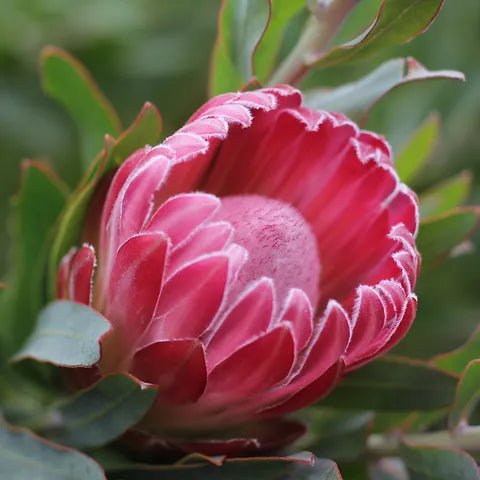 Protea 'Special Pink Ice' - Ladybird Nursery