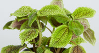 Pilea Moon Valley (Pilea mollis) - Ladybird Nursery