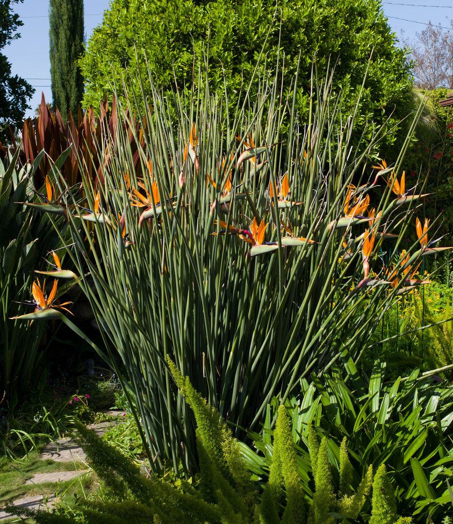 Bird of Paradise var. juncea (Strelitzia parvifolia) - Ladybird Nursery