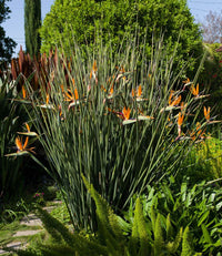 Bird of Paradise var. juncea (Strelitzia parvifolia) - Ladybird Nursery