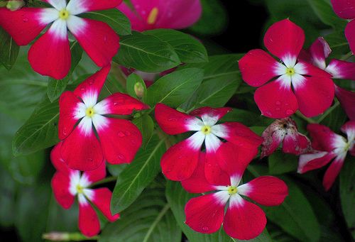 Periwinkle Red and White (Vinca spp.) - Ladybird Nursery
