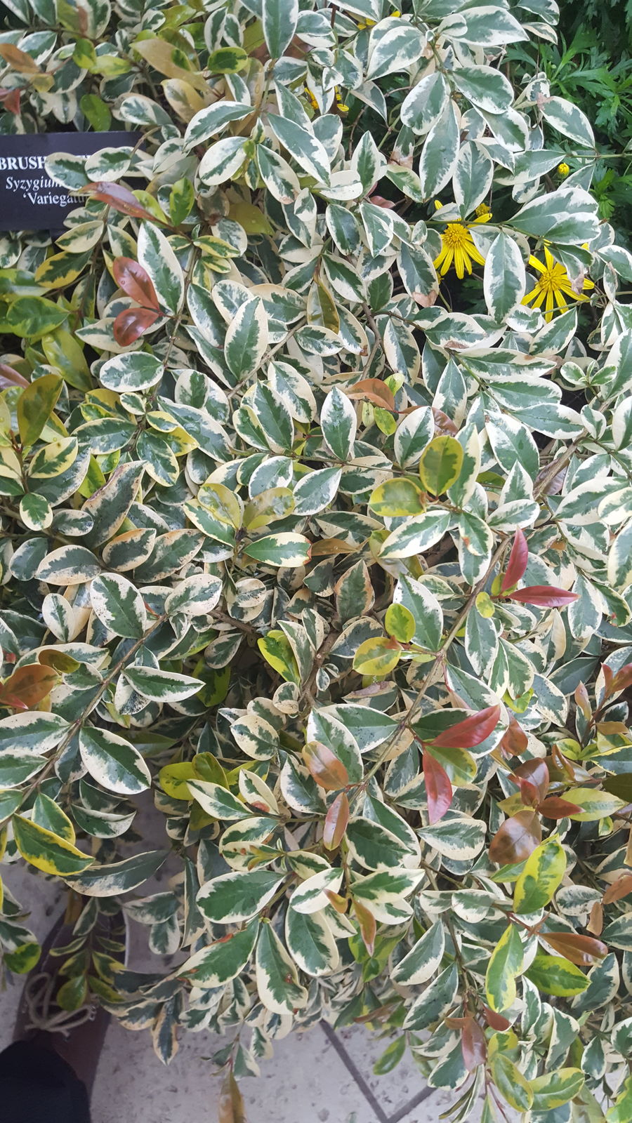 Lilly Pilly Silver Streaker (Syzygium australe)