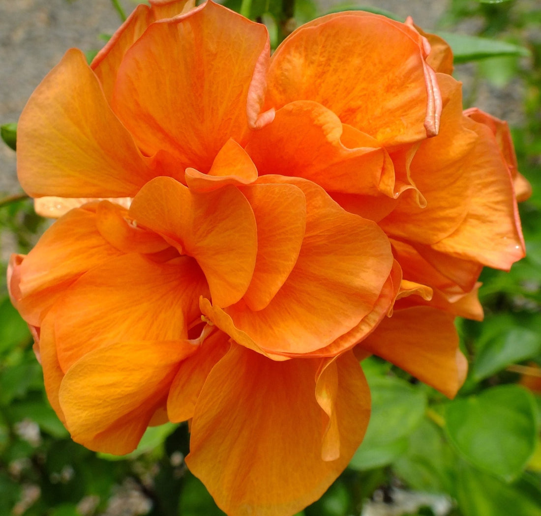 Hibiscus Adonicus Double Orange (Hibiscus rosa - sinensis) - Ladybird Nursery
