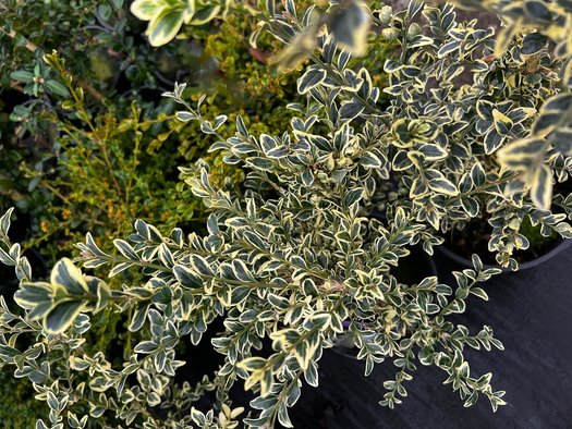 Common Box variegata Variegated (Buxus sempervirens)