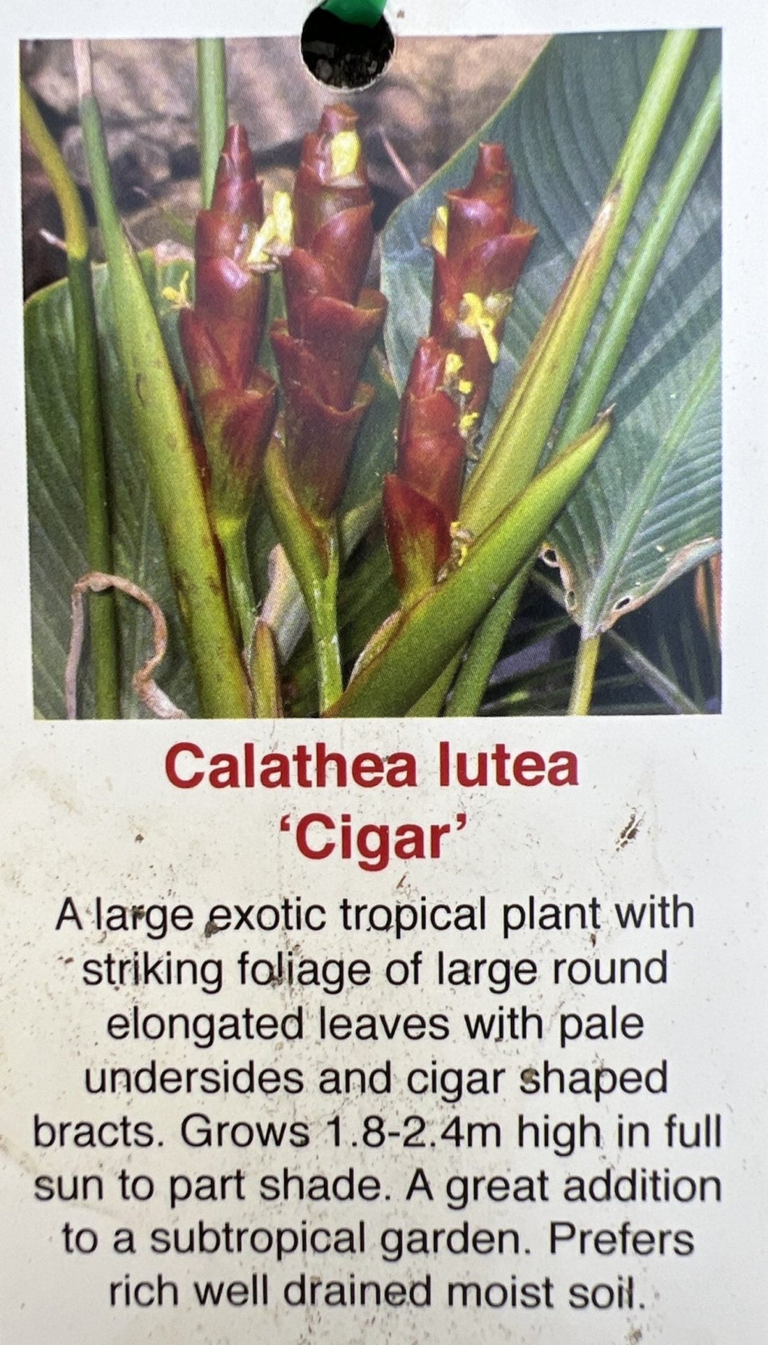 Calathea Lutea (Cuban Cigar) - Ladybird Nursery