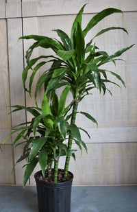 Corn Plant Marley (Dracaena fragrans)