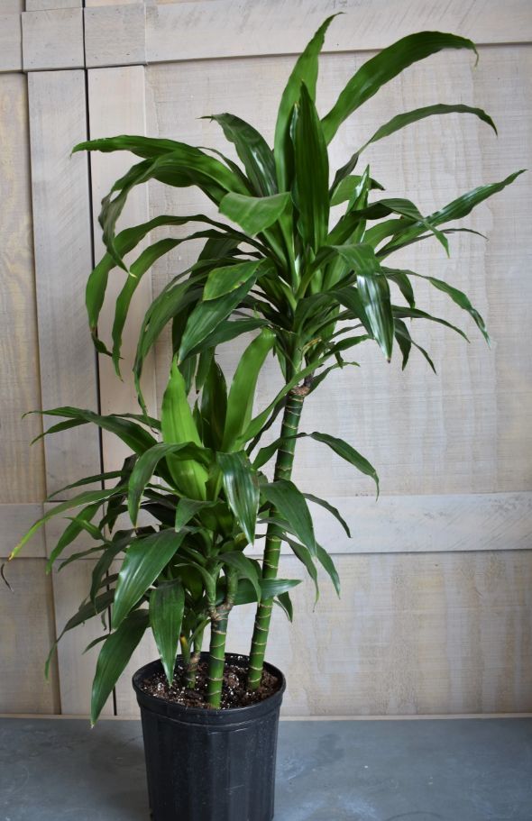 Corn Plant Marley (Dracaena fragrans) - Ladybird Nursery
