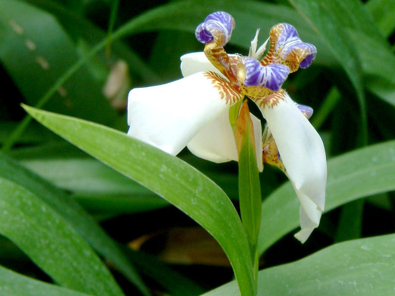 Walking Iris (Neomarica northiana)