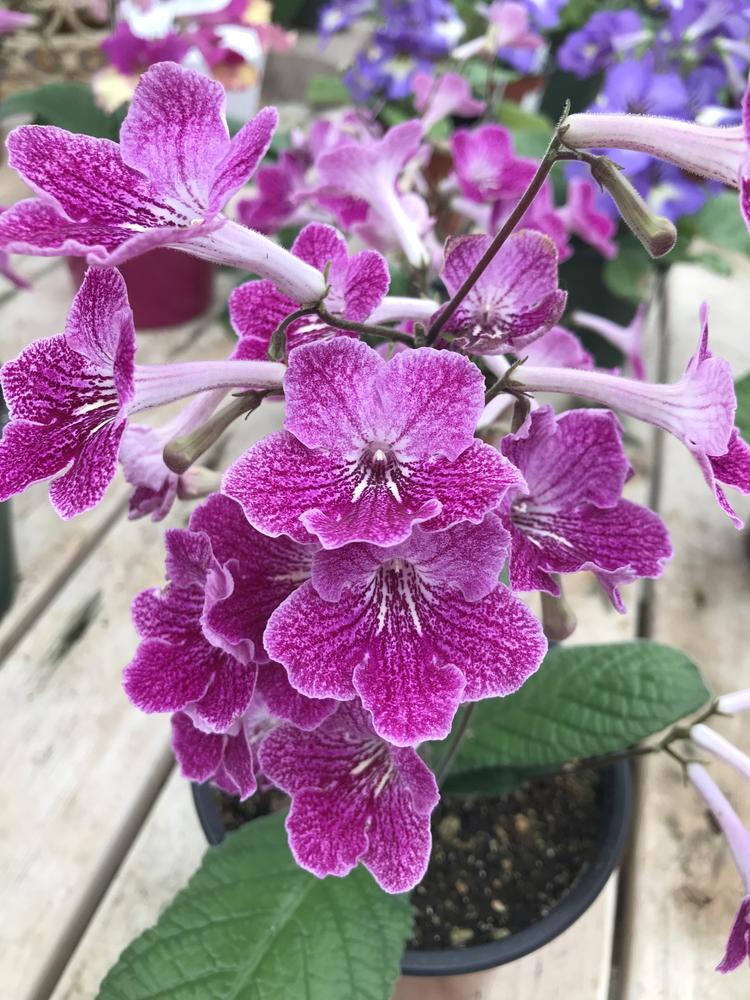 Cape Primrose Ladyslippers Strawberry Ice (Streptocarpus)
