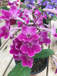 Cape Primrose Ladyslippers Strawberry Ice (Streptocarpus)