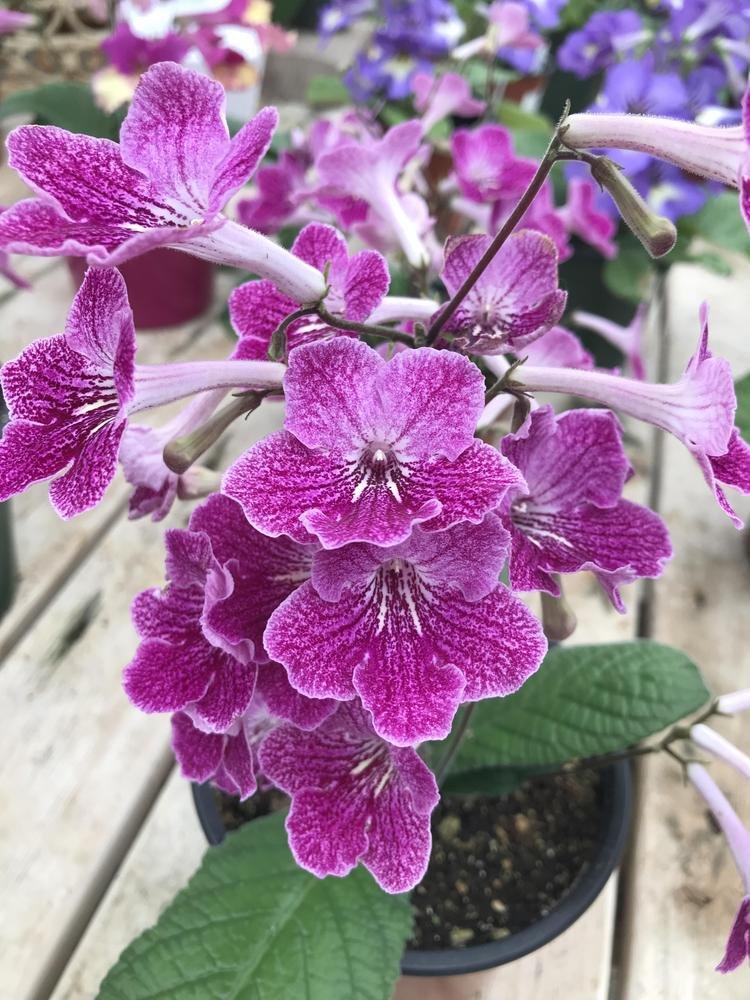 Cape Primrose Lady Slippers Strawberry Ice (Streptocarpus) - Ladybird Nursery