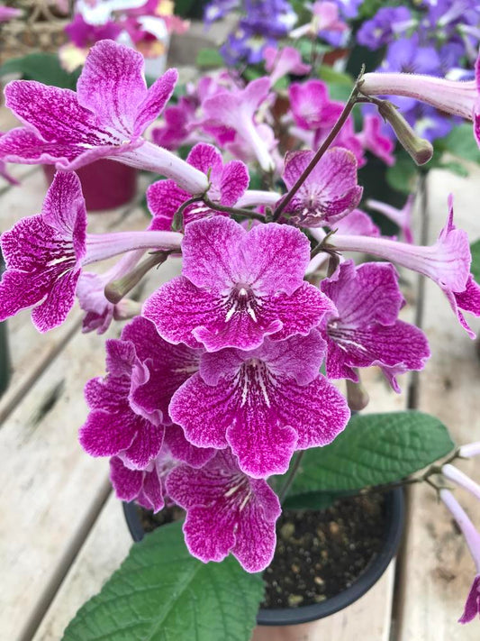 Cape Primrose Ladyslippers Strawberry Ice (Streptocarpus)