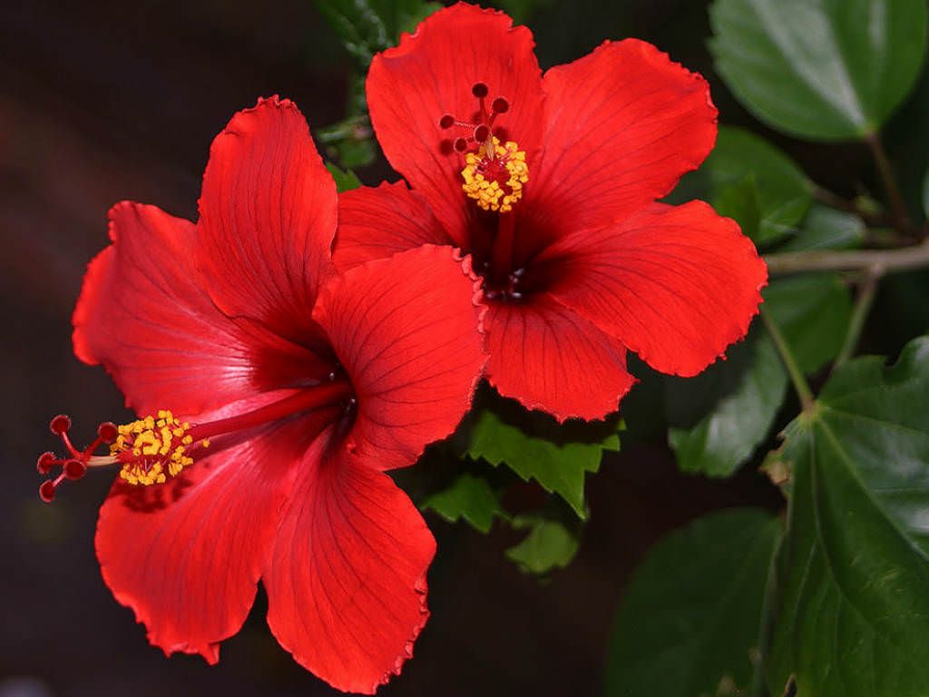 Hibiscus Catavki (Hibiscus rosa - sinensis) - Ladybird Nursery