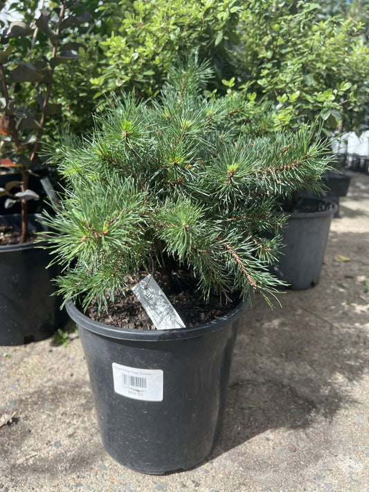 Scots Pine (Pinus sylvestris saxatilis)