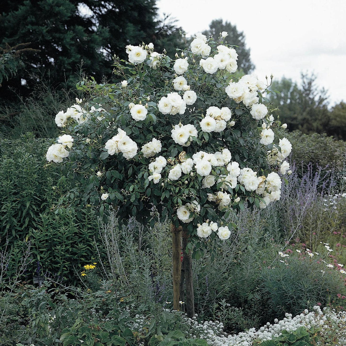 Rose Iceberg Standards (Rosa)