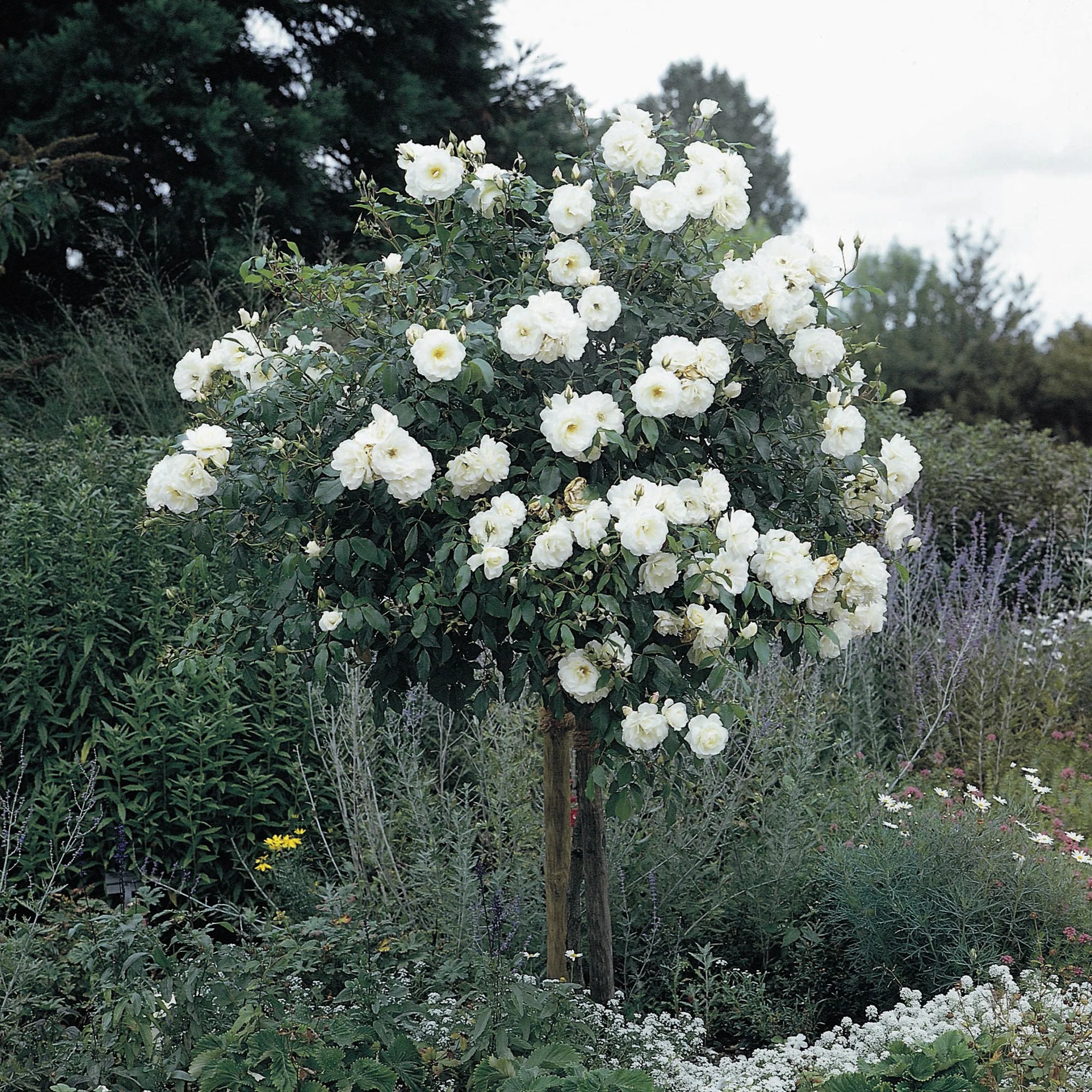 Rose Iceberg Standards (Rosa) - Ladybird Nursery