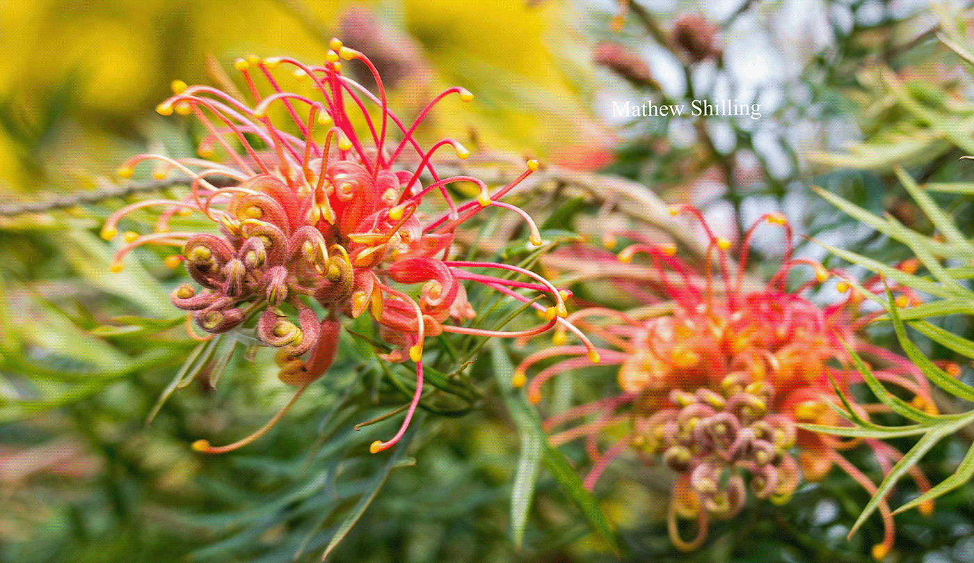 Grevillea 'Spirit of ANZAC'