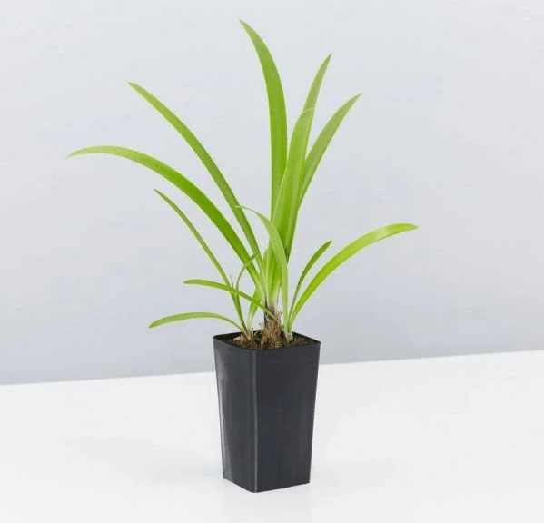 Agapanthus Double Blue Boy Tissue culture