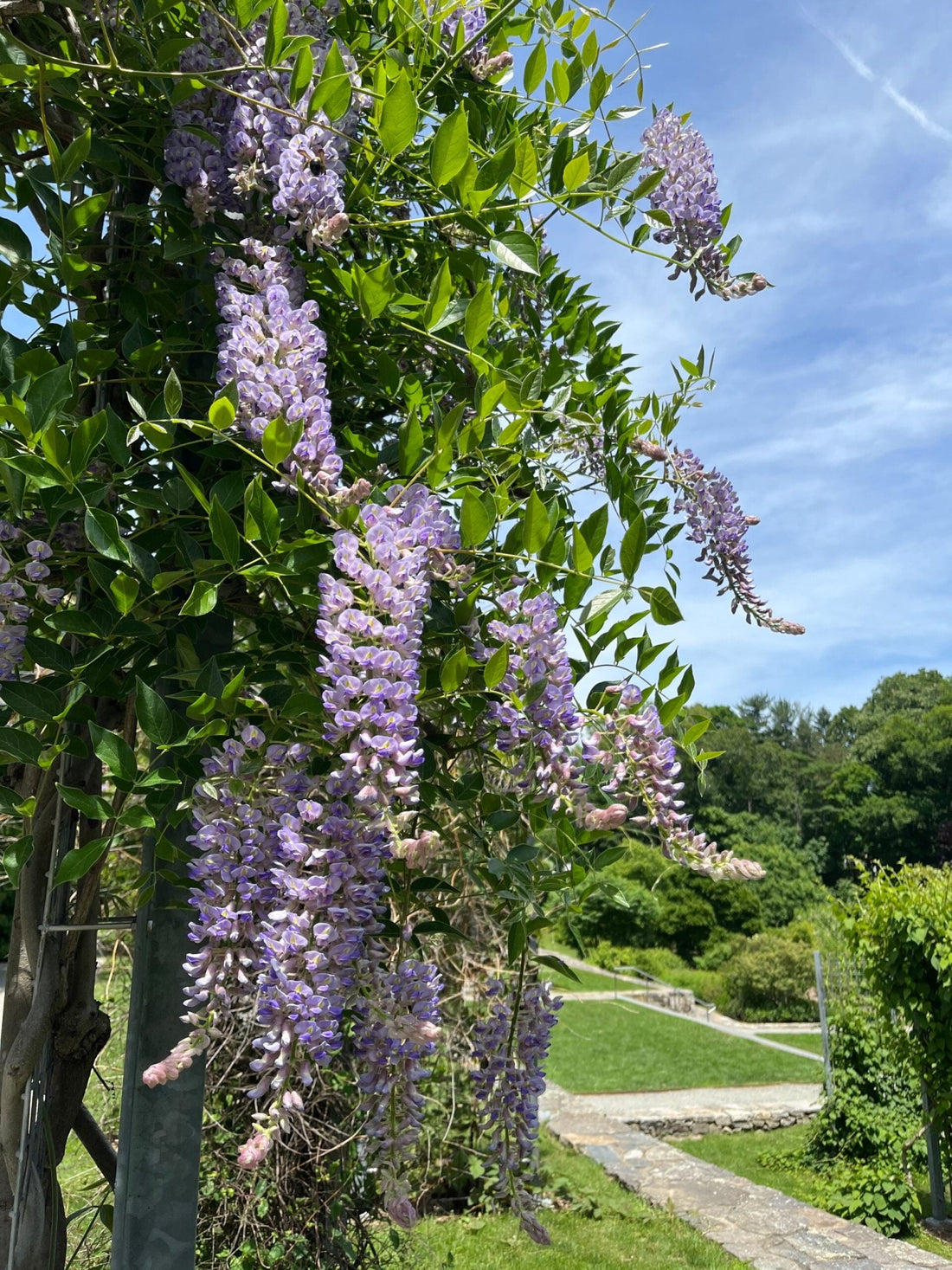 Wisteria assorted (Wisteria spp.) - Ladybird Nursery