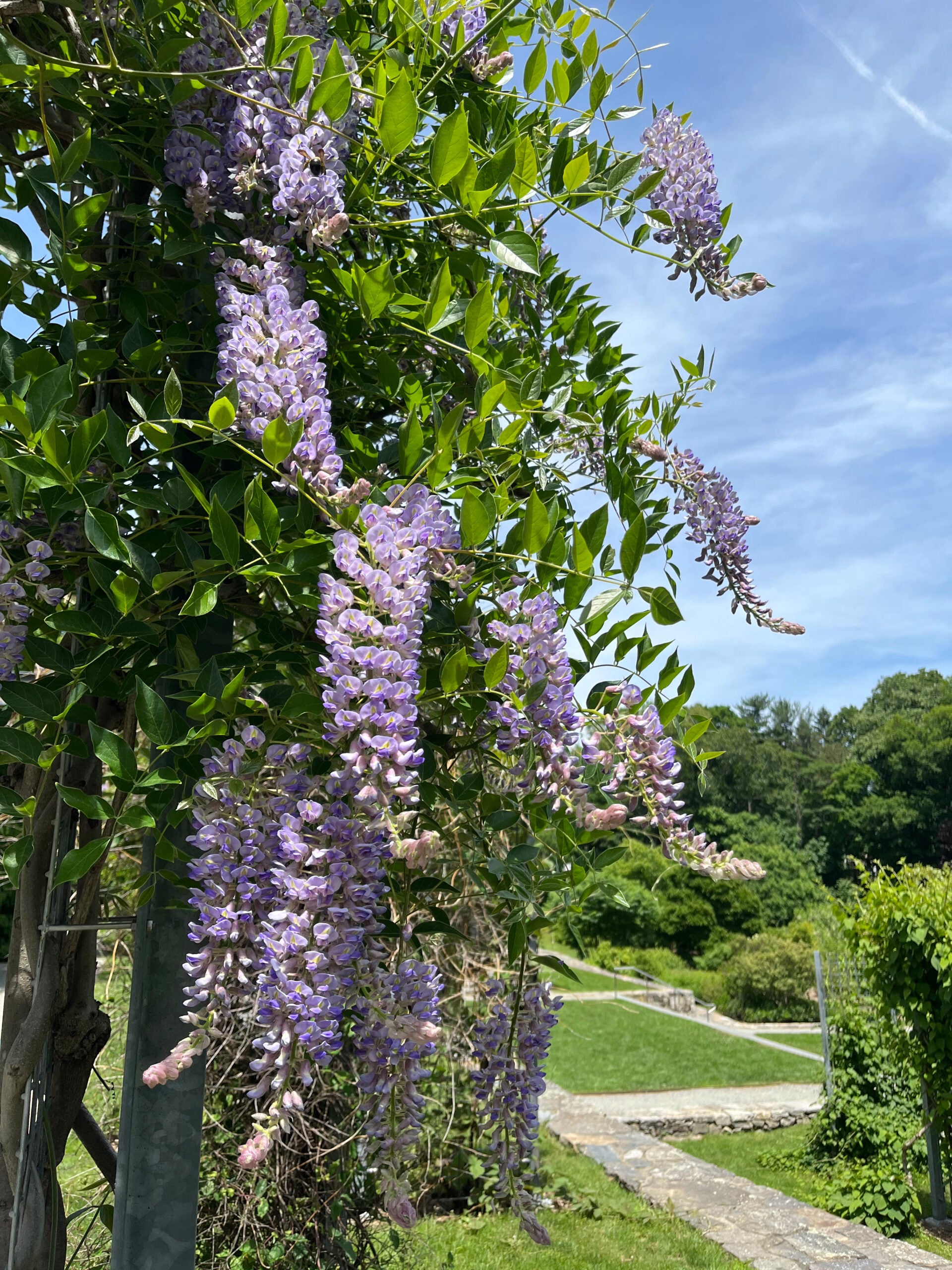 Wisteria assorted (Wisteria spp.)