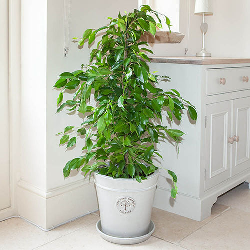 Exotica Weeping Fig (Ficus benjamina)