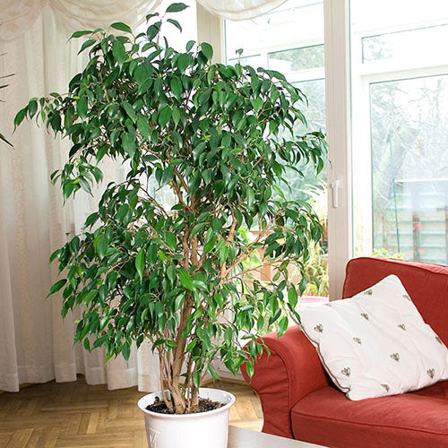 Exotica Weeping Fig (Ficus benjamina)