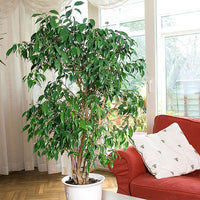 Exotica Weeping Fig (Ficus benjamina)