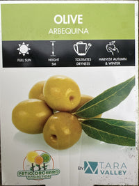Olive Arbequina 330mm PICK UP ONLY