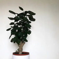 Dinner Plate Aralia (Polyscias scutellaria)