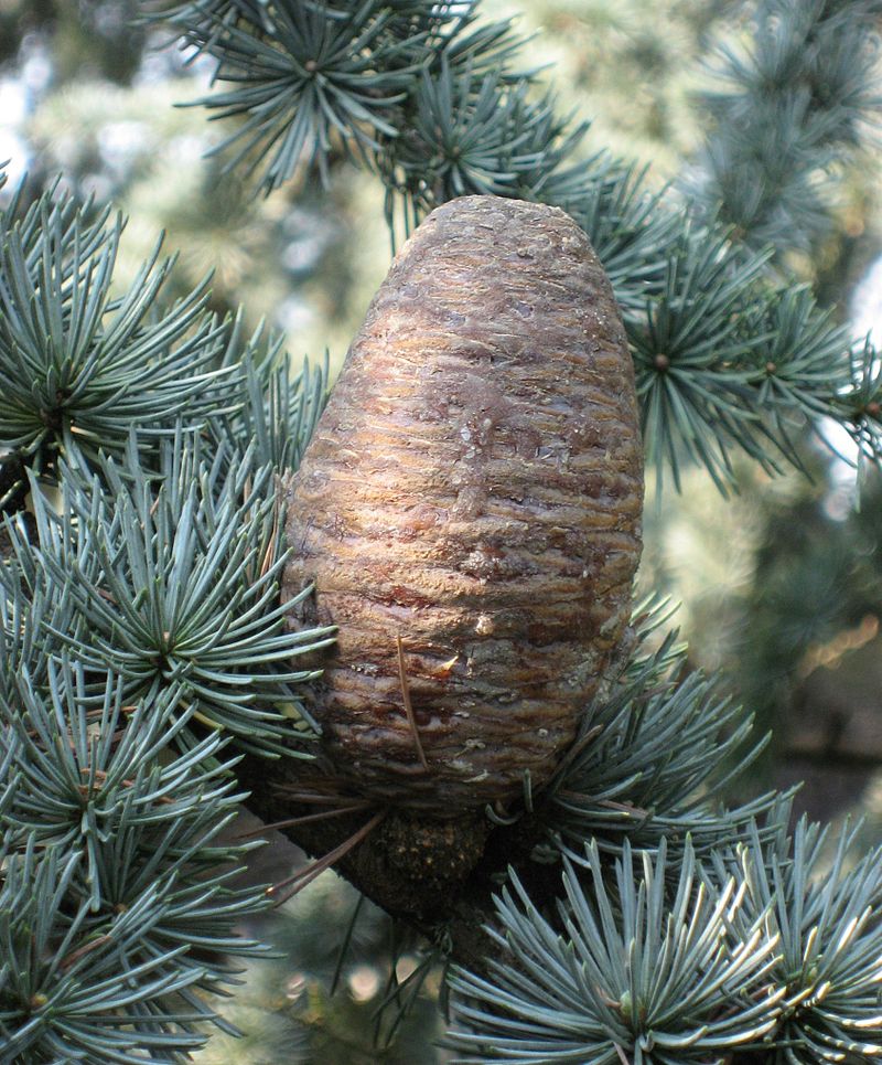 Atlas Cedar (Cedrus atlantica)