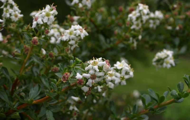 Escallonia Red (Escallonia spp.) - Ladybird Nursery