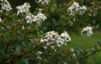 Escallonia Red (Escallonia spp.) - Ladybird Nursery
