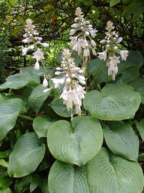 Plantain Thunderbolt Lily (Hosta ) - Ladybird Nursery