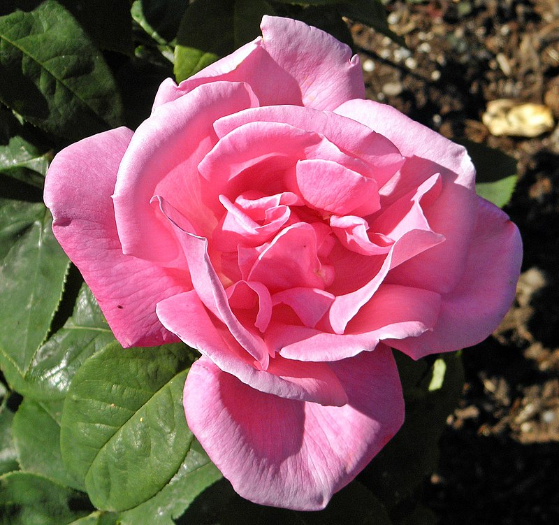 Rose Perfume Delight 3 ft Standards (Rosa)