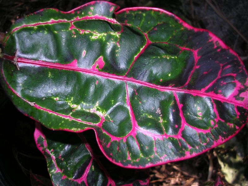 Croton Turtle Shell (Codiaeum variegatum)