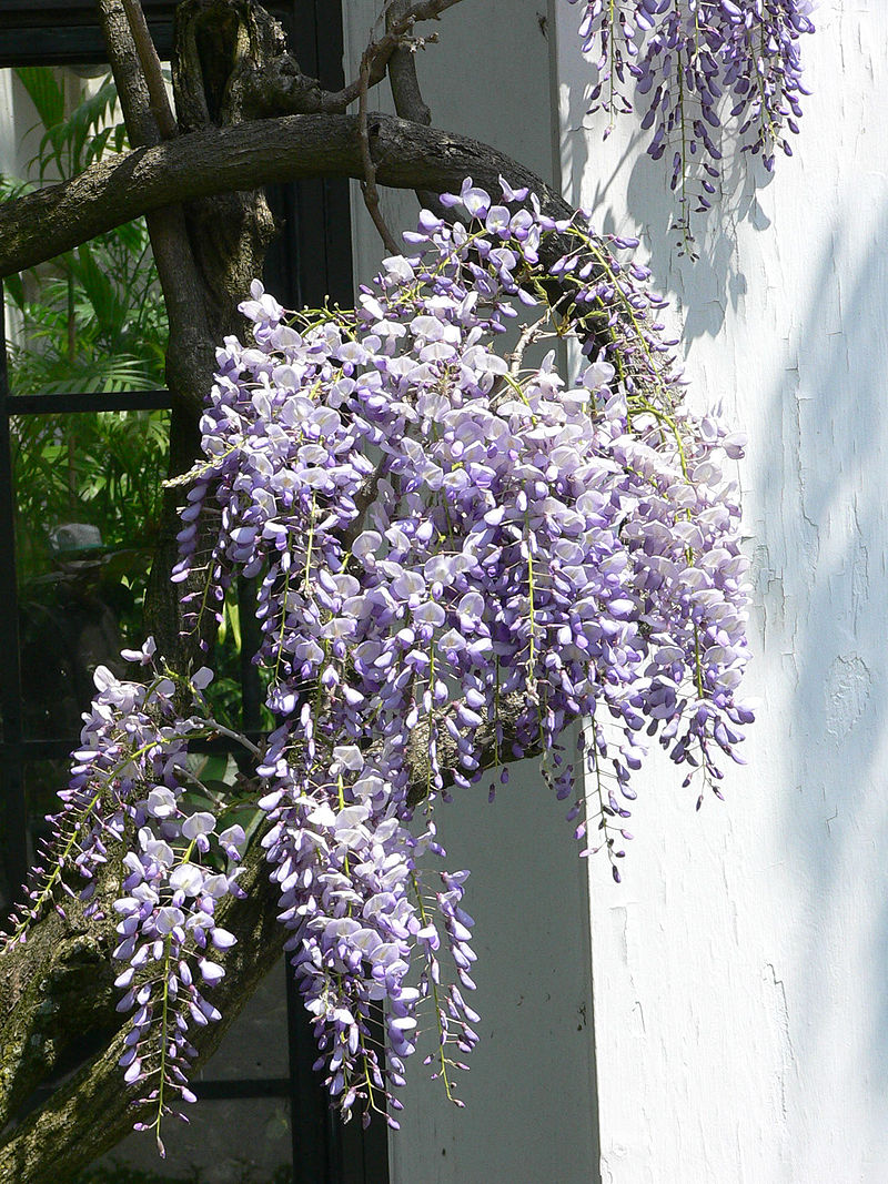 Japanese Wisteria Lavender Lace (Wisteria)