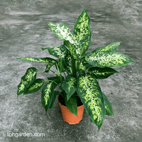 Dieffenbachia 'Compacta' - Ladybird Nursery